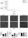 Fig. 11 - GERM CELL NUCLEAR FACTOR LIGANDS AND METHODS OF USE THEREOF