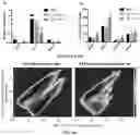 Fig. 12 - GERM CELL NUCLEAR FACTOR LIGANDS AND METHODS OF USE THEREOF