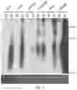 Fig. 02 - REVERSE TRANSCRIPTASE BLOCKING AGENTS AND METHODS OF USING THE SAME