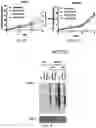 Fig. 04 - REVERSE TRANSCRIPTASE BLOCKING AGENTS AND METHODS OF USING THE SAME