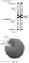 Fig. 07 - REVERSE TRANSCRIPTASE BLOCKING AGENTS AND METHODS OF USING THE SAME