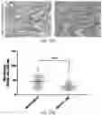 Fig. 15 - REVERSE TRANSCRIPTASE BLOCKING AGENTS AND METHODS OF USING THE SAME