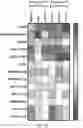 Fig. 17 - REVERSE TRANSCRIPTASE BLOCKING AGENTS AND METHODS OF USING THE SAME
