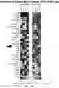Fig. 20 - REVERSE TRANSCRIPTASE BLOCKING AGENTS AND METHODS OF USING THE SAME
