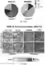 Fig. 21 - REVERSE TRANSCRIPTASE BLOCKING AGENTS AND METHODS OF USING THE SAME