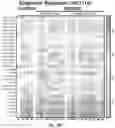 Fig. 51 - REVERSE TRANSCRIPTASE BLOCKING AGENTS AND METHODS OF USING THE SAME
