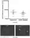 Fig. 60 - REVERSE TRANSCRIPTASE BLOCKING AGENTS AND METHODS OF USING THE SAME