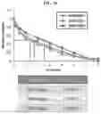 Fig. 07 - PHARMACEUTICAL COMPOSITION FOR PREVENTING OR TREATING ATOPIC DISEASES
