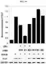 Fig. 12 - PHARMACEUTICAL COMPOSITION FOR PREVENTING OR TREATING ATOPIC DISEASES