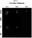 Fig. 14 - PHARMACEUTICAL COMPOSITION FOR PREVENTING OR TREATING ATOPIC DISEASES
