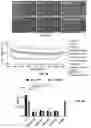 Fig. 10 - Engineered Extracellular Vesicle Delivery Systems and Uses Thereof