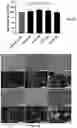 Fig. 13 - Engineered Extracellular Vesicle Delivery Systems and Uses Thereof