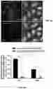 Fig. 16 - Engineered Extracellular Vesicle Delivery Systems and Uses Thereof