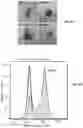 Fig. 21 - Engineered Extracellular Vesicle Delivery Systems and Uses Thereof