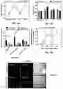 Fig. 22 - Engineered Extracellular Vesicle Delivery Systems and Uses Thereof