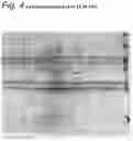 Fig. 05 - T Cell Modulator