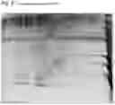 Fig. 06 - T Cell Modulator