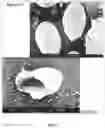 Fig. 04 - APPARATUS AND METHOD FOR INACTIVATIVING VIRUSES AND PATHOGENS IN CONVALESCENT PLASMA UNITS FROM RECOVERED COVID-19 PATIENTS