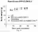 Fig. 10 - Method and composition for treating tumors