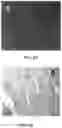 Fig. 08 - PRIMED MUSCLE PROGENITOR CELLS AND USES THEREOF