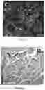 Fig. 09 - PRIMED MUSCLE PROGENITOR CELLS AND USES THEREOF
