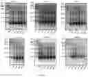 Fig. 06 - METHODS OF PURIFYING AN ALLERGEN EXTRACT