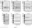 Fig. 12 - METHODS OF PURIFYING AN ALLERGEN EXTRACT