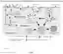 Fig. 22 - Neuroprotective peptides