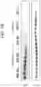 Fig. 03 - COMPOSITIONS AND METHODS FOR TREATING NEUROCOGNITIVE DISORDERS