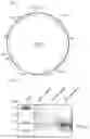Fig. 02 - EXOGENOUS PROTEIN-EXPRESSING MICROORGANISM AND USE THEREOF