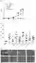 Fig. 04 - EXOGENOUS PROTEIN-EXPRESSING MICROORGANISM AND USE THEREOF