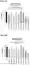 Fig. 10 - PEPTIDES WITH ANTI-TUMOR ACTIVITY