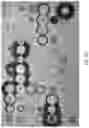 Fig. 05 - COMPOSITIONS AND METHODS FOR INHIBITING YEAST INFECTIONS