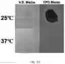 Fig. 18 - COMPOSITIONS AND METHODS FOR INHIBITING YEAST INFECTIONS