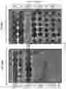 Fig. 20 - COMPOSITIONS AND METHODS FOR INHIBITING YEAST INFECTIONS