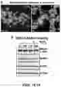 Fig. 04 - BRCA1 MODULATING COMPOUNDS, FORMULATIONS THEREOF, AND USES THEREOF