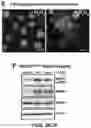 Fig. 09 - BRCA1 MODULATING COMPOUNDS, FORMULATIONS THEREOF, AND USES THEREOF
