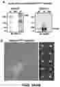 Fig. 16 - BRCA1 MODULATING COMPOUNDS, FORMULATIONS THEREOF, AND USES THEREOF