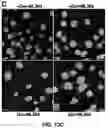Fig. 33 - BRCA1 MODULATING COMPOUNDS, FORMULATIONS THEREOF, AND USES THEREOF