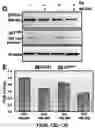 Fig. 34 - BRCA1 MODULATING COMPOUNDS, FORMULATIONS THEREOF, AND USES THEREOF