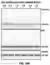 Fig. 41 - BRCA1 MODULATING COMPOUNDS, FORMULATIONS THEREOF, AND USES THEREOF
