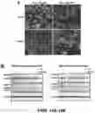 Fig. 46 - BRCA1 MODULATING COMPOUNDS, FORMULATIONS THEREOF, AND USES THEREOF