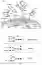 Fig. 03 - Glyco-engineered immunization antigens