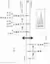 Fig. 05 - Glyco-engineered immunization antigens