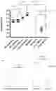 Fig. 14 - Glyco-engineered immunization antigens