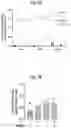 Fig. 10 - Combination Of A STING Agonist And A Complex Comprising A Cell Penetrating Peptide, A Cargo And A TLR Peptide Agonist