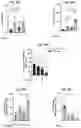 Fig. 16 - Combination Of A STING Agonist And A Complex Comprising A Cell Penetrating Peptide, A Cargo And A TLR Peptide Agonist