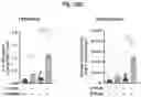 Fig. 30 - Combination Of A STING Agonist And A Complex Comprising A Cell Penetrating Peptide, A Cargo And A TLR Peptide Agonist