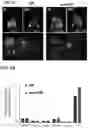 Fig. 07 - POLYMERIC NANOVACCINES AND USES THEREOF