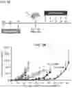 Fig. 12 - POLYMERIC NANOVACCINES AND USES THEREOF